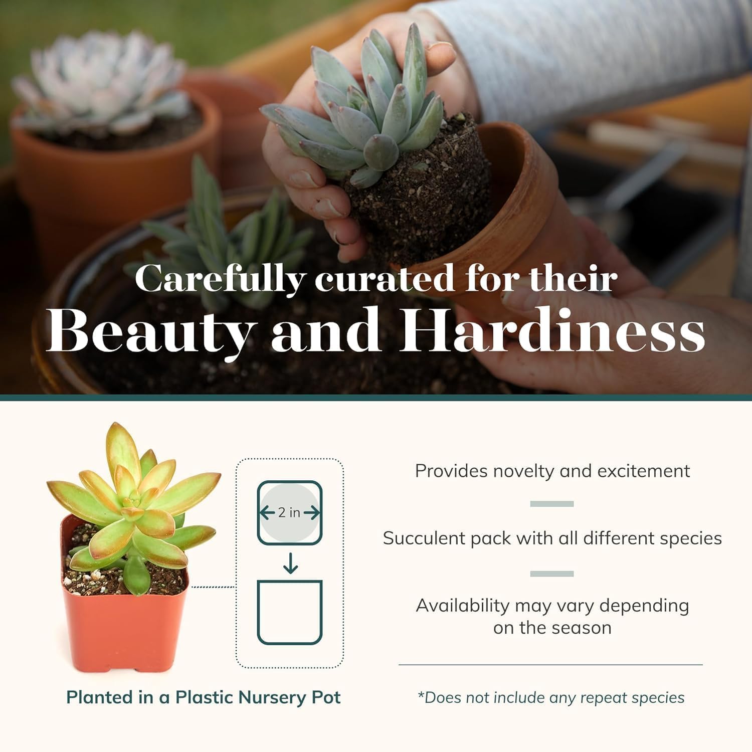 Shop Succulents Collectors Succulent Plant Pack Collection - Live Mini Succulent Plants, Low Maintenance, Colors & Textures - Wedding and Party Favors, Gift & Garden, Pack of 256