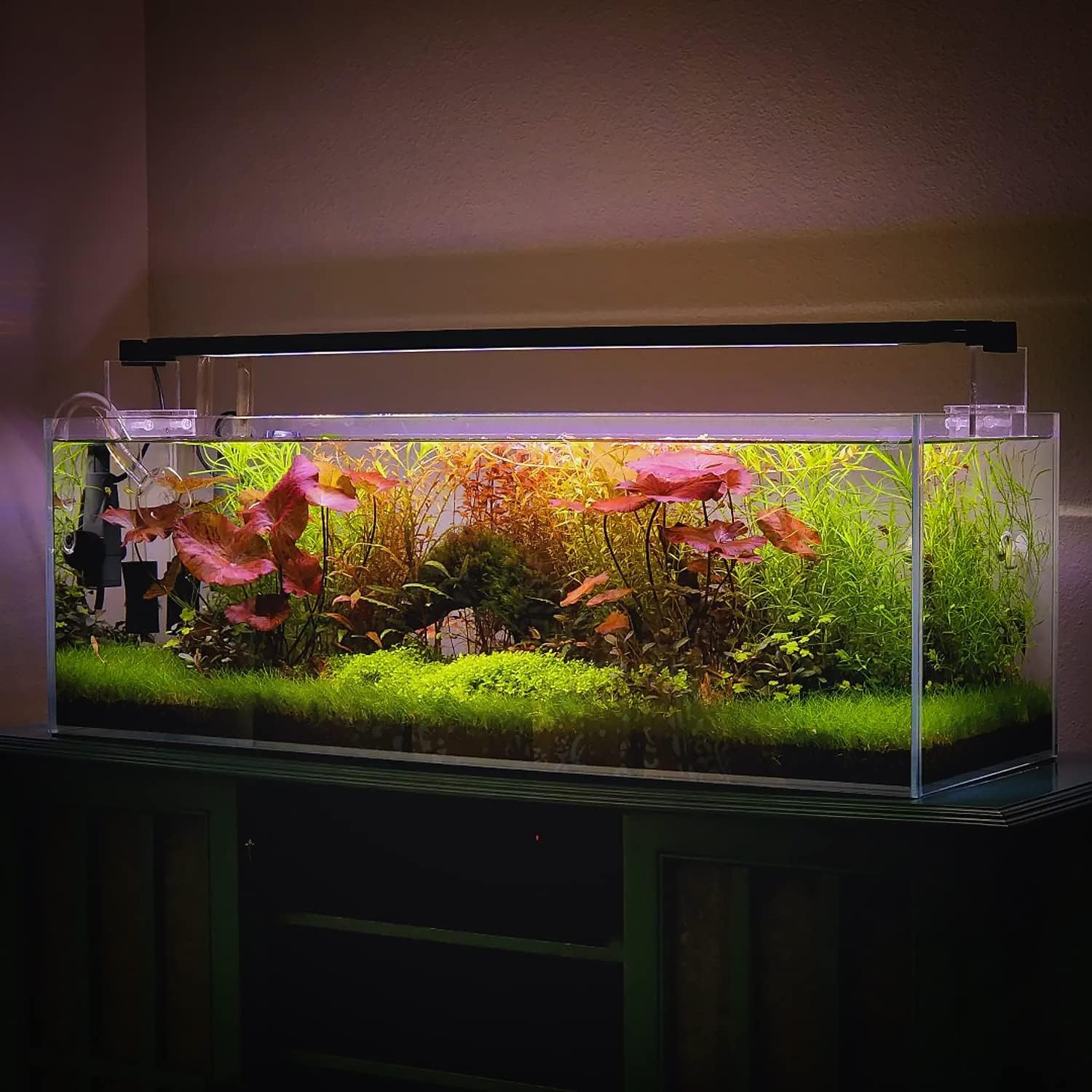 SubstrateSource Live Plant - Dwarf Hairgrass Eleocharis Belem Tissue Culture Aquatic Live Aquarium Plant - 100% Snail Free in Vitro Cup (Dwarf Hairgrass)