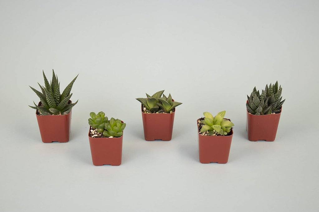 Shop Succulents | Haworthia Collection | Assortment of Hand Selected, Fully Rooted Alluring Miniature Aloe Live Indoor Succulent Plants, 5-Pack