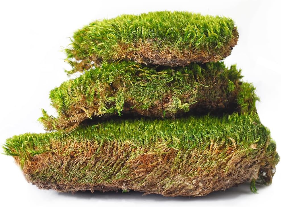 SuperMoss (21539) Mood Moss Preserved, 200 Cubic Inch Bag (Appx. 8oz), Fresh Green