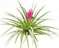 Air Plants - Flowering Tillandsia Stricta Large 5" - 1ct - Live Arrival Guaranteed - House Plants for Home Decor & Gift