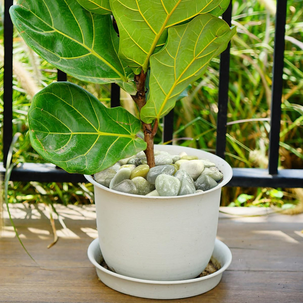 2lbs Jade Pebbles for Plants, 1-2 Inch High Polished Natural River Rocks for Landscaping, Decorative Stones Vase Filler Fish Tank Aquariums Garden Outdoor and Indoor DIY