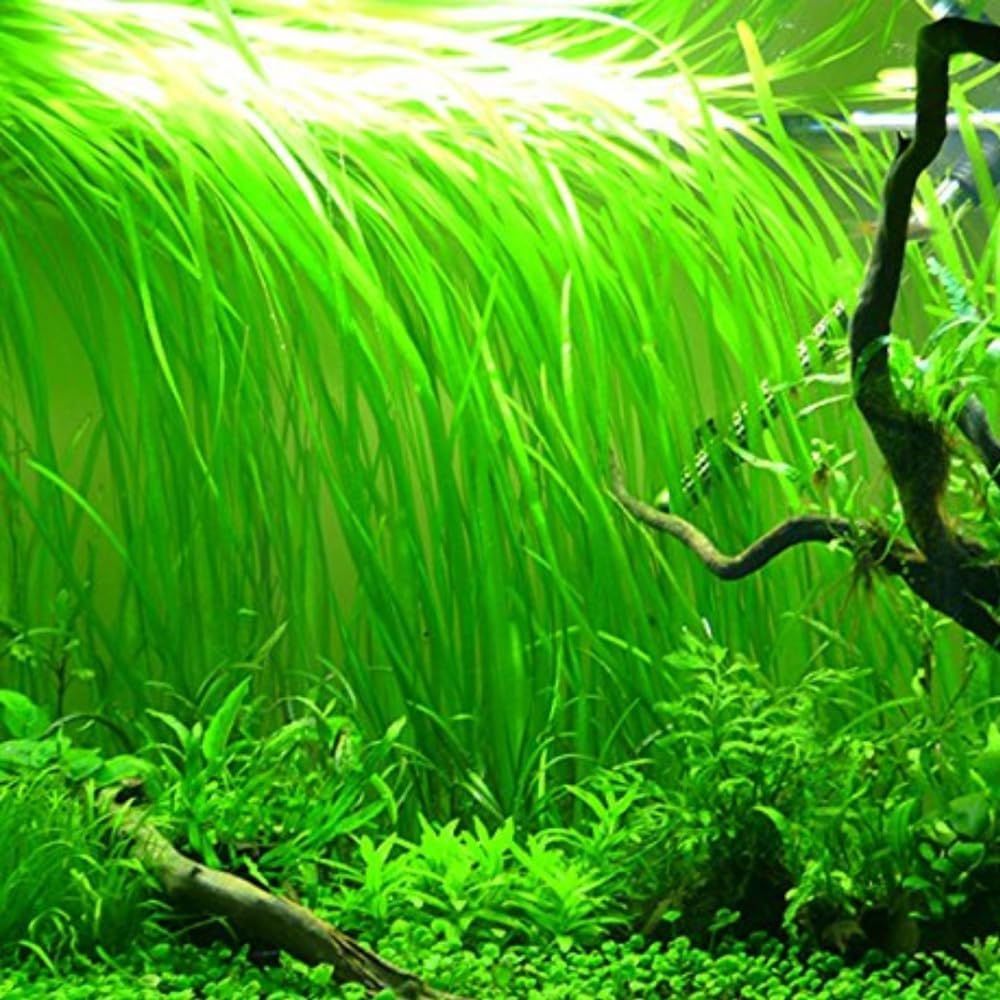 6 Green Jungle Val Plants, Aquarium Plants Live, 4 to 6 Inches Tall, Live Aquarium Plants Indoor Outdoor, Jungle Vallisneria Plant Aquatic Plant