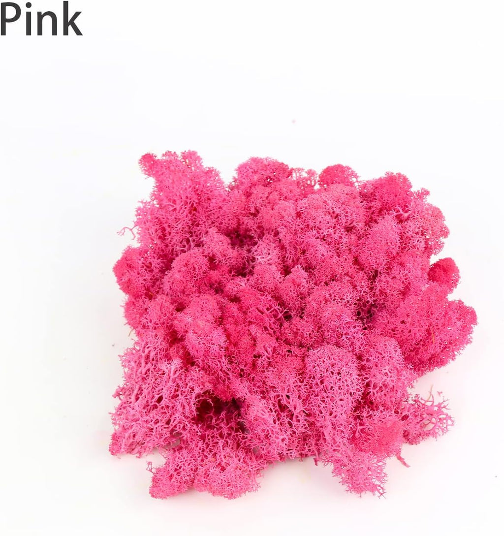 Amoueterno Preserved 4 Color Reindeer Moss,Total 14OZ Each Color 3.5OZ, Natural Real Moss, DIY Kit Crafts Art Wall Decor Florist Decor,Purple
