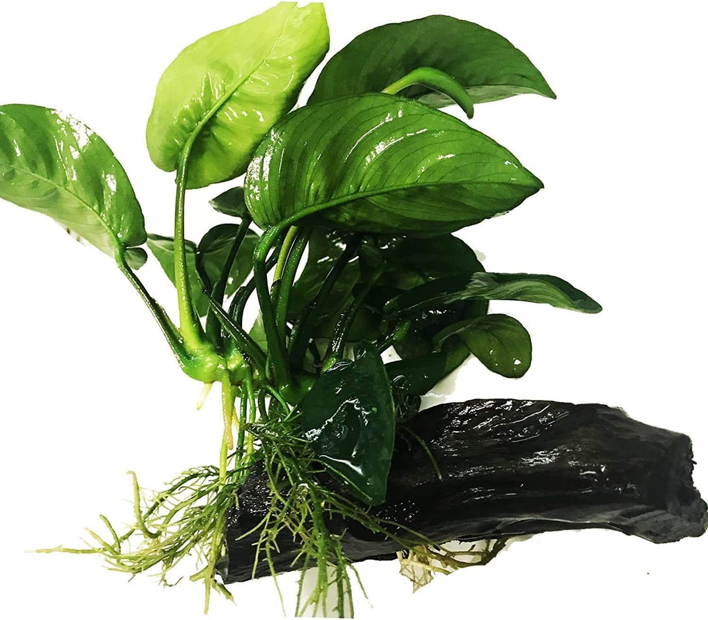 Greenpro (Anubias Barteri Butterfly) Anubias, Java Fern, Moss and More! Freshwater Live Aquarium Plants on Driftwood for Aquatic Tropical Fish Tank Decorations - Easy to Drop