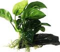 Greenpro (Anubias Barteri Butterfly) Anubias, Java Fern, Moss and More! Freshwater Live Aquarium Plants on Driftwood for Aquatic Tropical Fish Tank Decorations - Easy to Drop