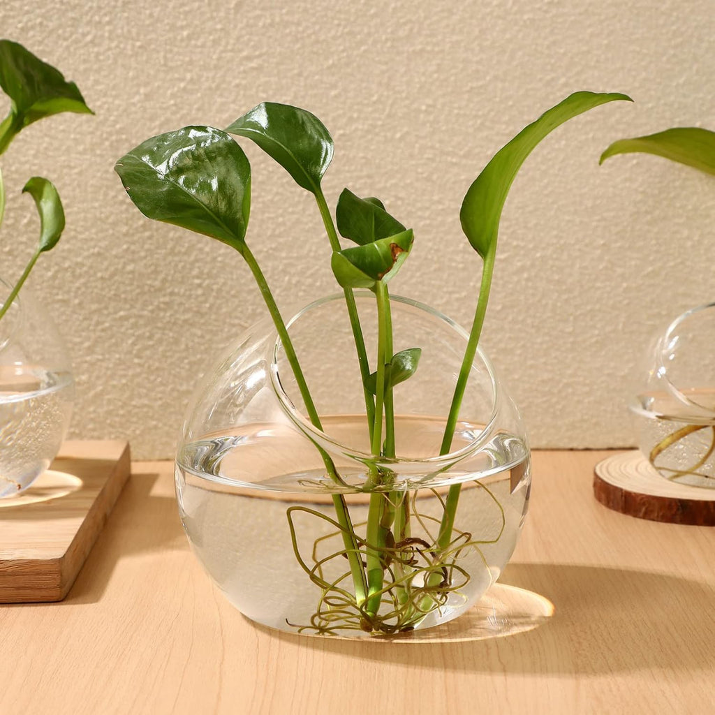 Toyvian 3pcs Terrarium Glass Bowls for Air Plants for Hydroponics Miniature Garden Desktop Containers for Home Office for Bromeliads