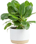 Costa Farms Ficus Audrey Live Plant in Decorative Pot, Indoor Houseplant, Perfect for Home, Room, or Office Decor, Great House Warming or Birthday Gift, 12-18 Inches Tall