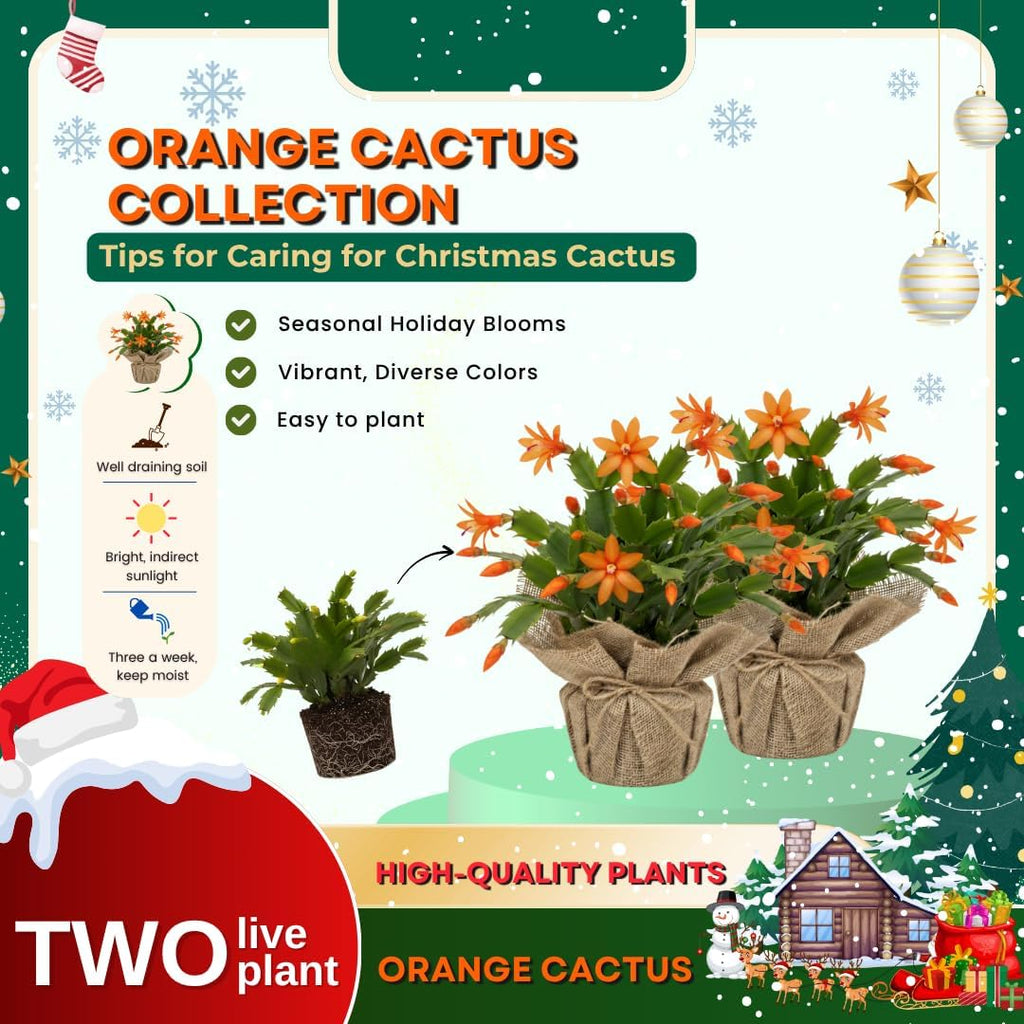 Set 2 Christmas Cactus Plants Live, Hanging Baskets Houseplants, Holiday Cactus Indoor Plants Live Well-Rooted 4-9" Tall, No Pot (Orange)