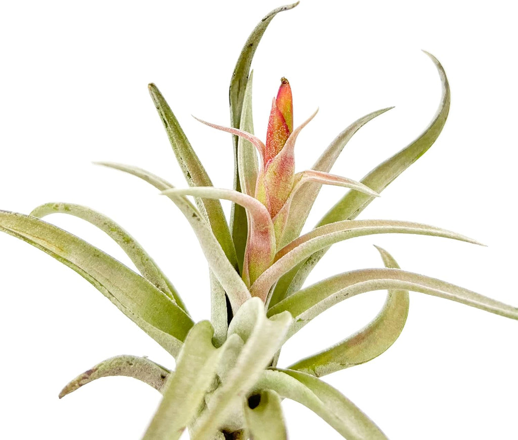 ragnaroc Air Plants - Flowering Tillandsia Harrisii, Large 3-5" - 5ct - Live Arrival Guaranteed - House Plants for Home Decor & Gift