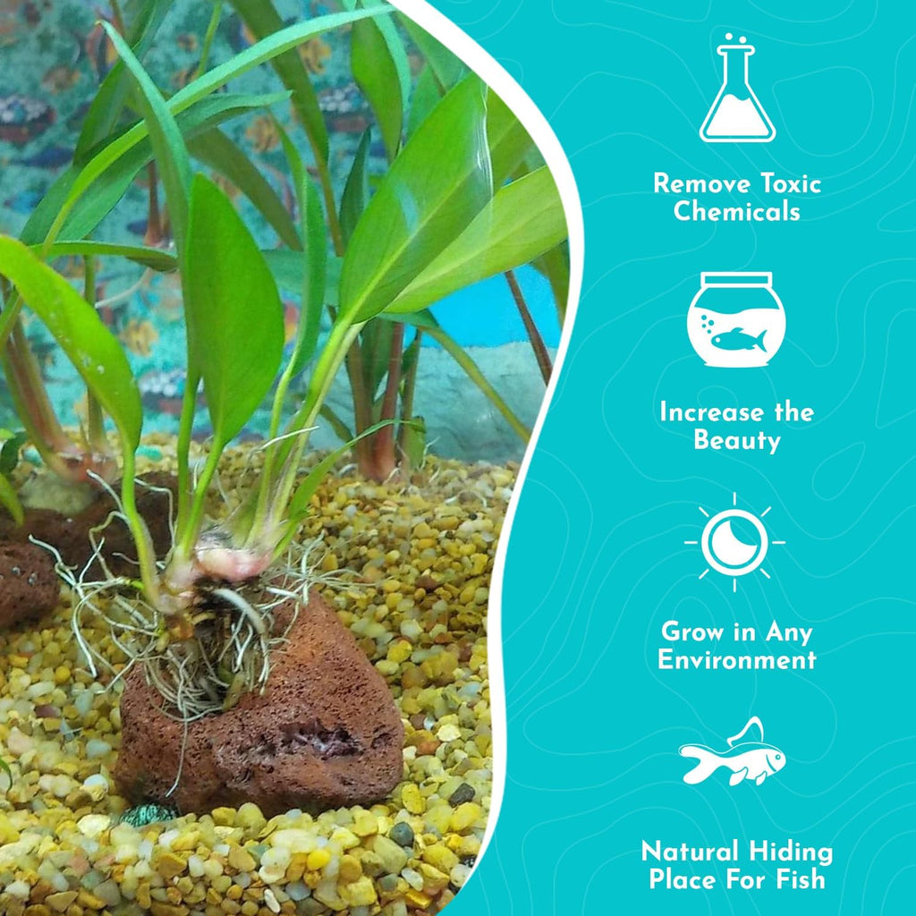 Anubias Frazeri Medium - Easy to Care Live Aquatic Plant for Freshwater Aquarium - Low Light, Hardy, Perfect for Beginners - Natural Decoration for Fish & Shrimp Tank Safe - 3-5 Inches