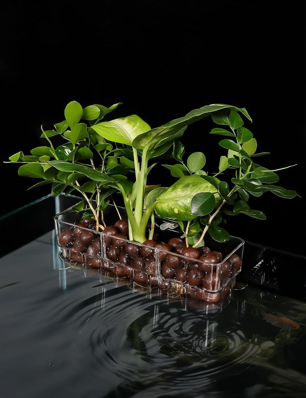 2 Pack Clear Aquarium Plant Holder Top Hanging Fish Tank Plant Holders Fits up to 0.8in Tank Edges, Aquarium Décor