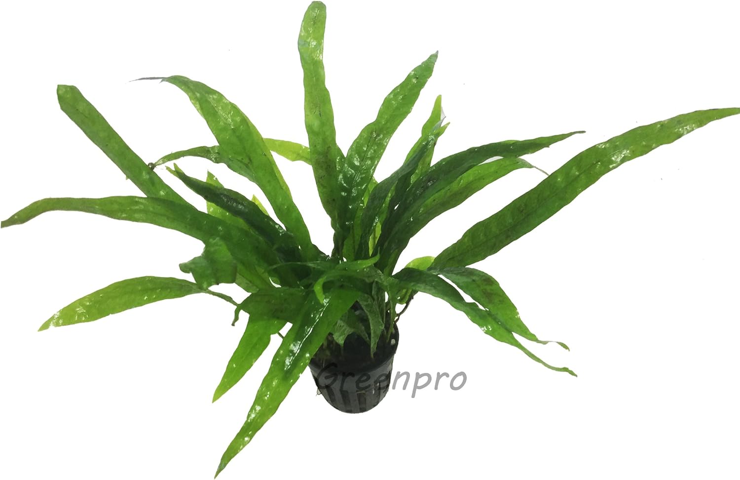 Greenpro Microsorum Pteropus Hardy Leaf Black Forest Asian Java Fern Potted Live Water Aquatic Aquarium Plants for Freshwater Fish Tank