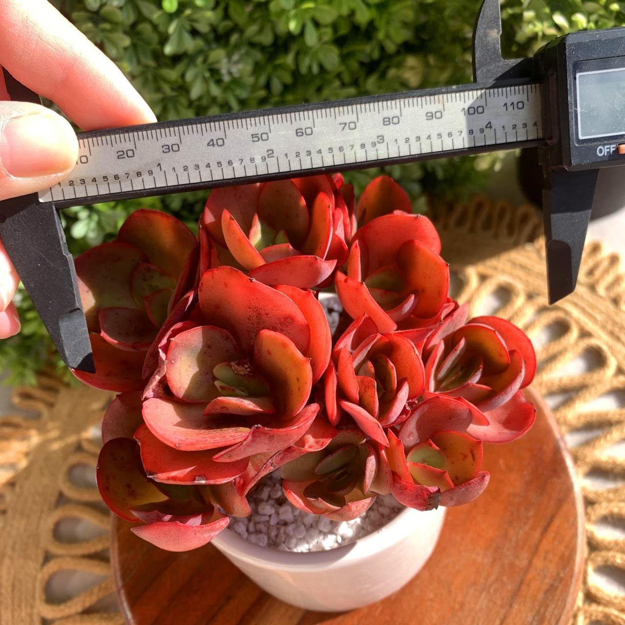 FWPP Live Succulents Plants Echeveria Suyon 4.3 inches,Rare red Succulents Bare Root Without Pot Soil, Live Plants Indoor Office Decoration Wedding and Gift