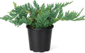 Blue Rug Juniper Wiltonii | 25 Live 4 Inch Plants | Juniperus Horizontalis | Creeping Ground Cover, Low Maintenance Shrub, Drought Tolerant, Evergreen Foliage, Fast Growing, Erosion Control