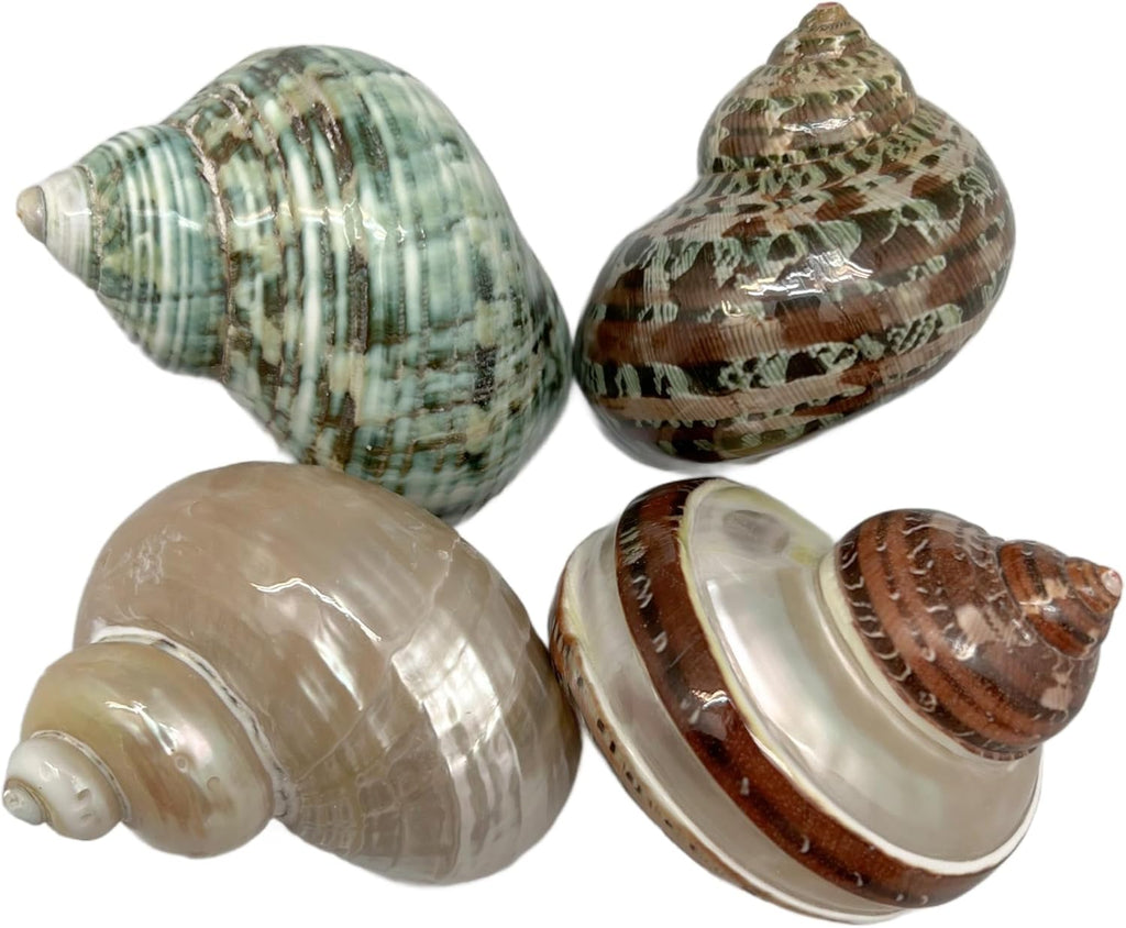 PEPPERLONELY 4 PC Natural Mixed Turbo Sea Shells, Hermit Crab Shells, 2 Inch ~ 2-1/4