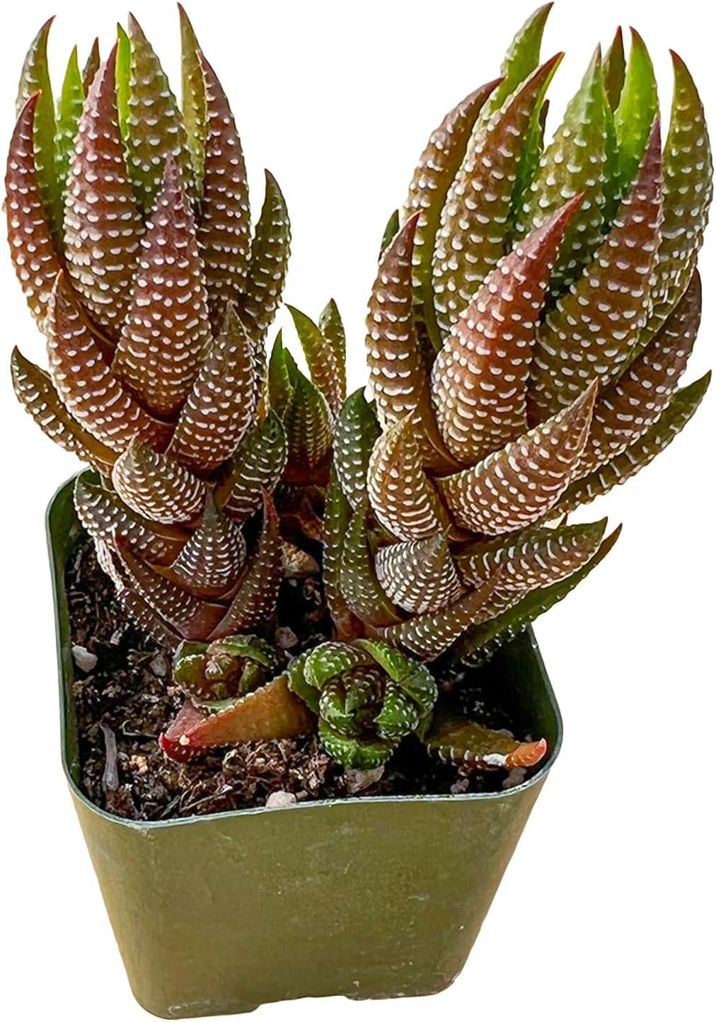 Sprout N Green Haworthia Collection, 3 Live Succulent Plant Fully Rooted in 2inch Starter Pot, Home Office Indoor Outdoor Wedding Decoration DIY Projects Party Favor