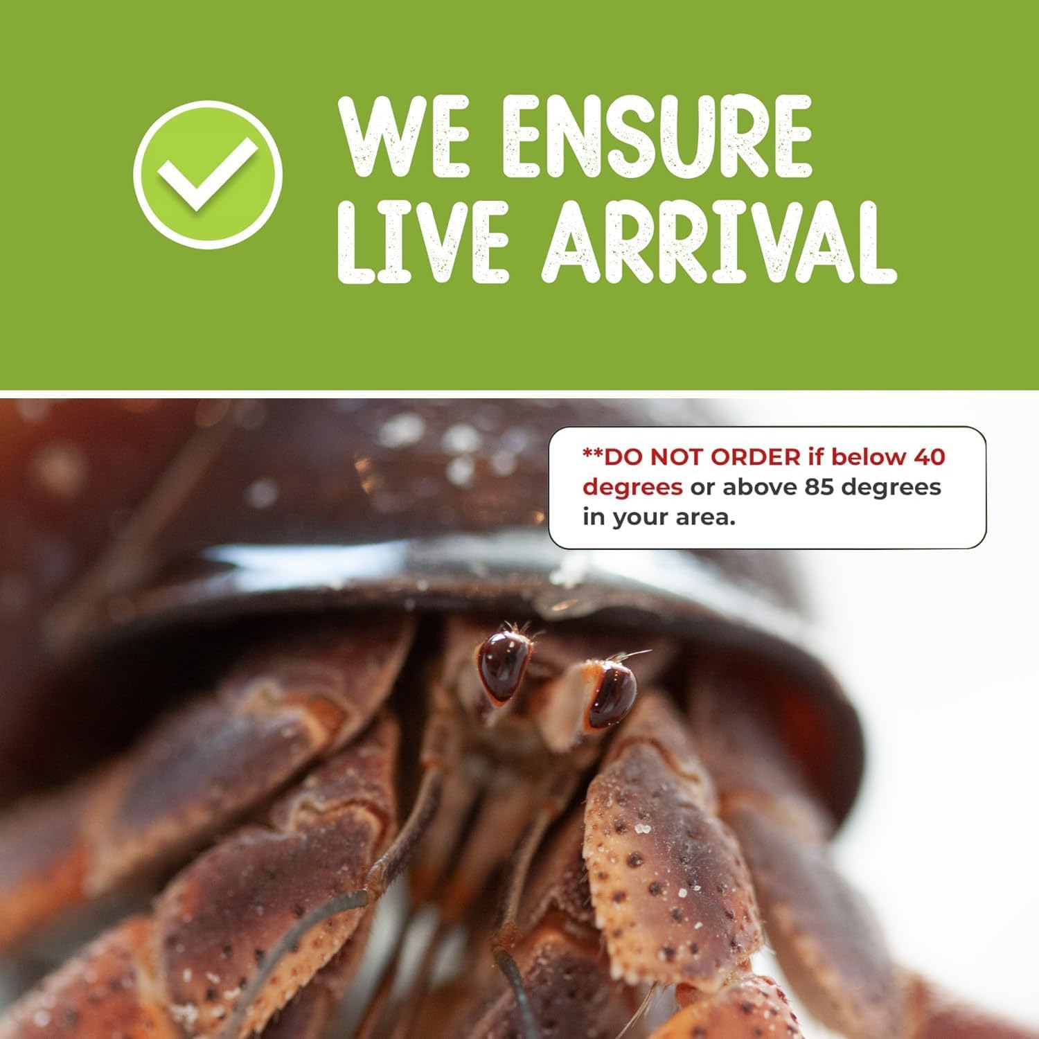 2 Live Crabs Ship with Order+Large Hermit Crab Tank 12"x8"x6" Starter Kit with Accessories: Food, Shells, Climbing Toys and More