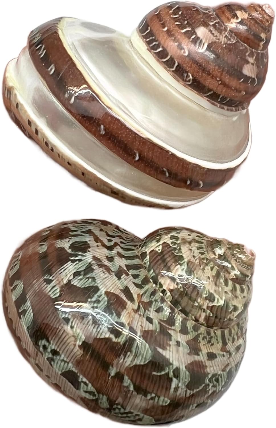 PEPPERLONELY 4 PC Natural Mixed Turbo Sea Shells, Hermit Crab Shells, 2 Inch ~ 2-1/4