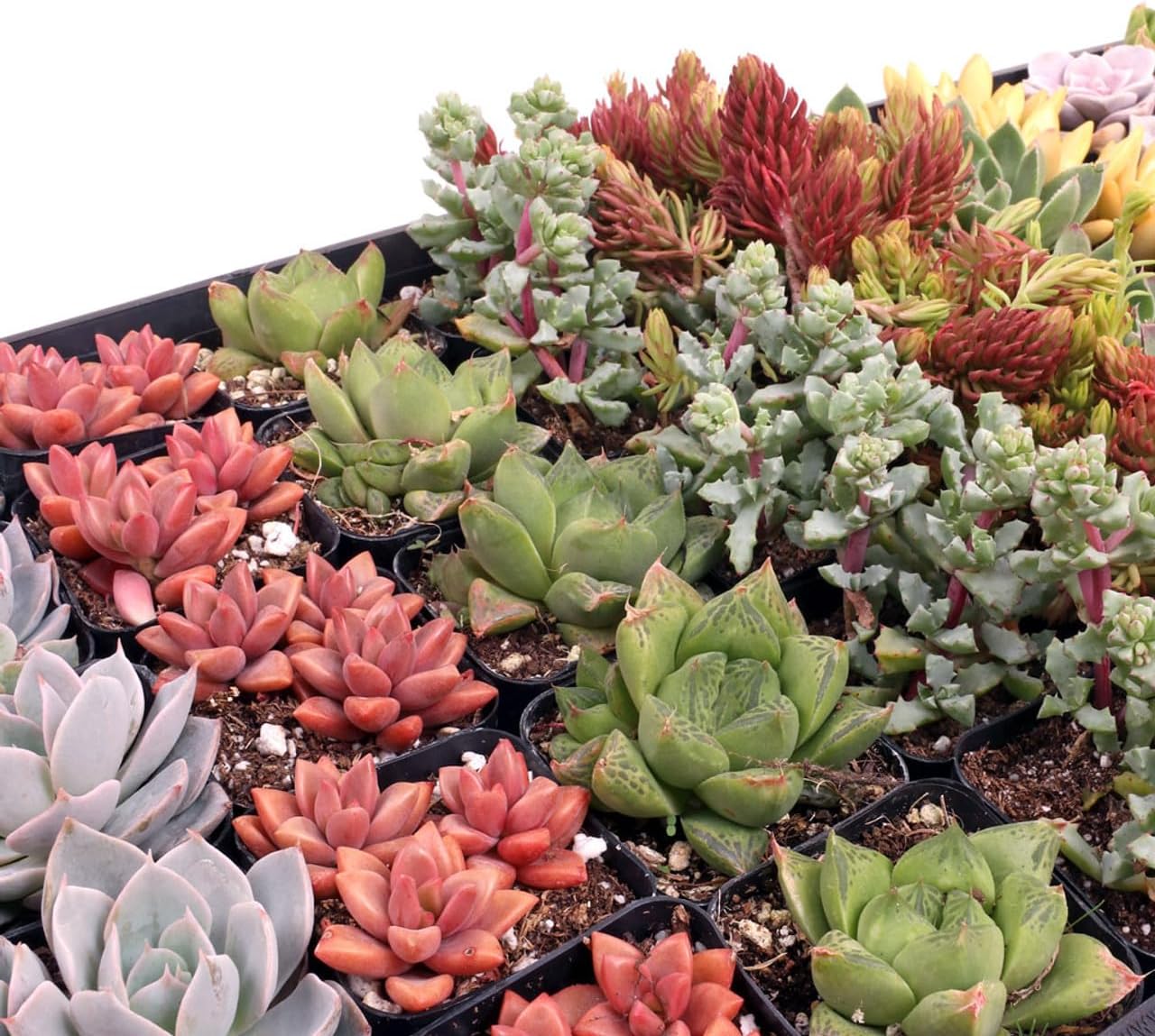 Mountain Crest Gardens Assorted Succulents Bulk Pack - 25 Live Plants in 2 Inch Pots - Real Indoor/Outdoor Succulents for DIY, Gifts, Weddings, and Home Decor