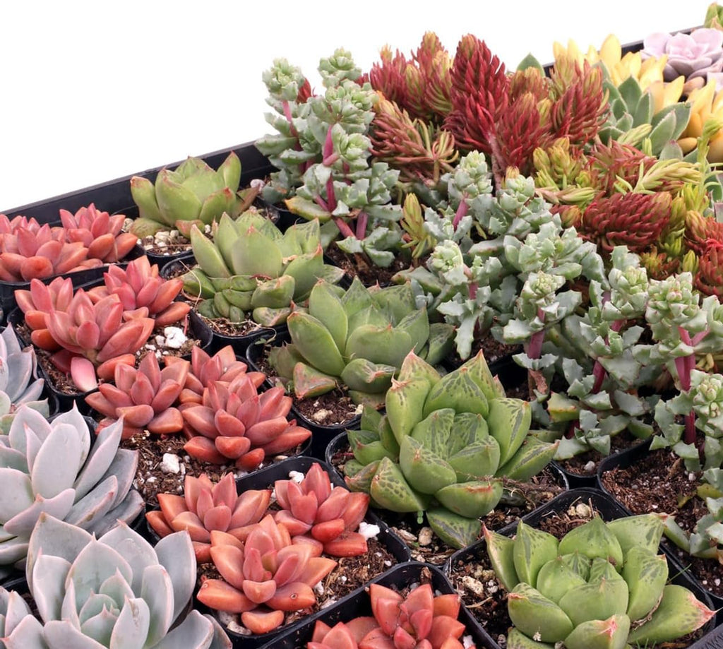 Mountain Crest Gardens Assorted Succulents Bulk Pack - 50 Live Plants in 2 Inch Pots - Real Indoor/Outdoor Succulents for DIY, Gifts, Weddings, and Home Decor