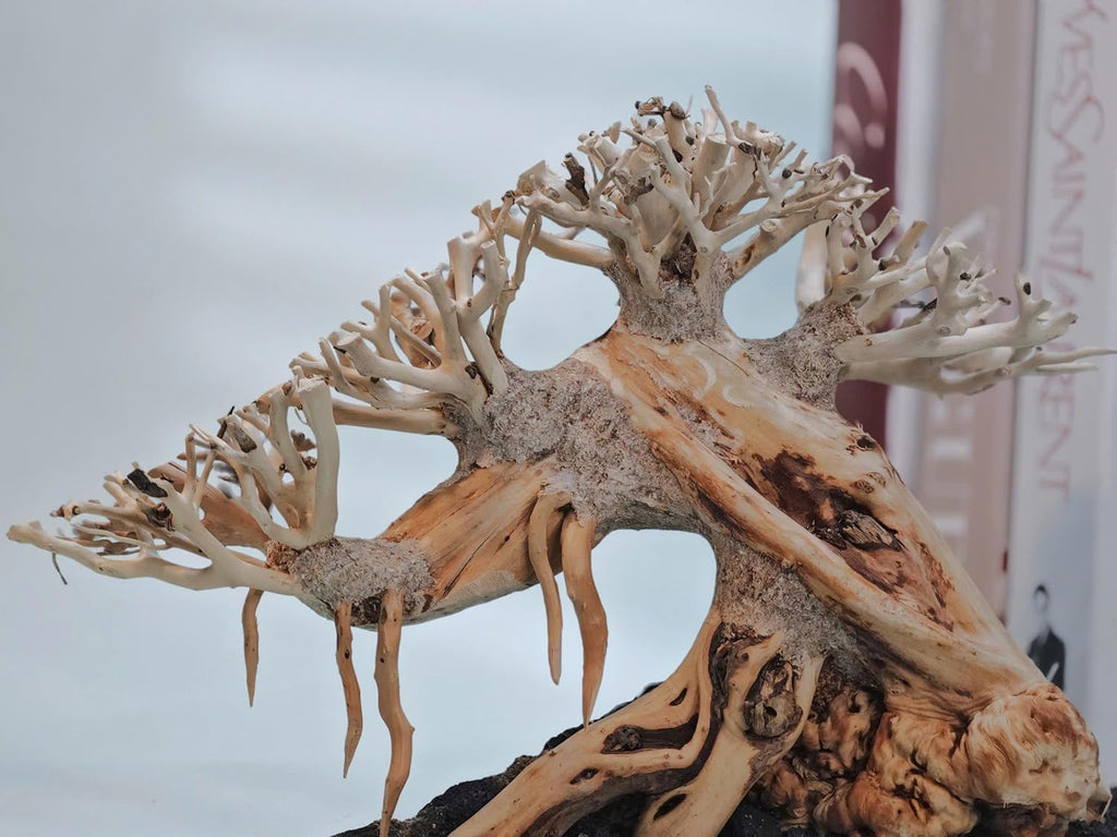 Azil Aquascape Bonsai Driftwood Tree 10” – Premium Natural Aquarium Decor for Fish Tanks, Freshwater Aquariums, Hardscape & Planted Tanks