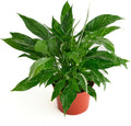 Shop Succulents Spathiphyllum Domino, Live Indoor Plant, Low Maintenance Peace Lily with Unique Variegated Leaves, Ideal for Home Decor, Office, and Room Enhancement, 6 Inch Nursery Pot