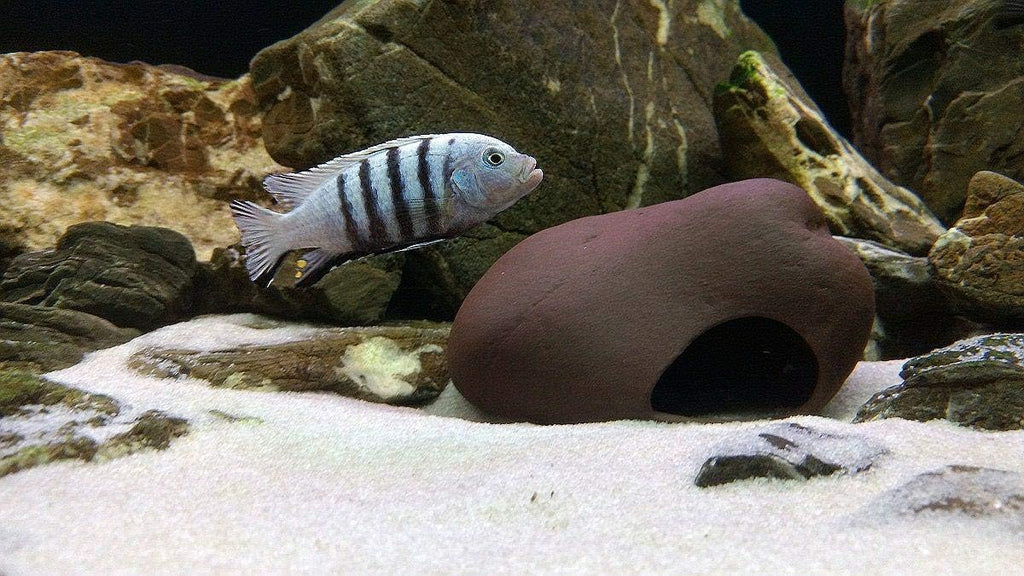 Plecoceramics Cichlid Stone Decoration - Aquarium cave for Cichlids, Betta, Small Fish - Fish Tank Hideway Decor - Betta Toys Hideout Stones House (Stone Small)