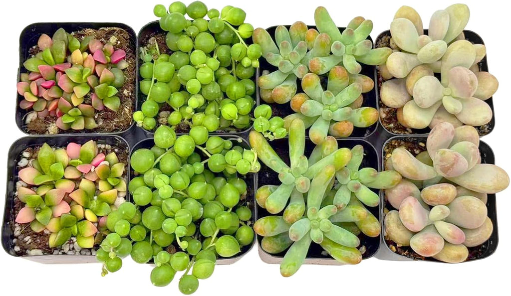 2 Inch Assorted Succulent Plants - Live Mixed Rosette & Unique Succulent Variety Pack, Healthy Rooted Succulents for Indoor/Outdoor Decor, Terrarium, DIY Garden & Gift (4-24PACK)