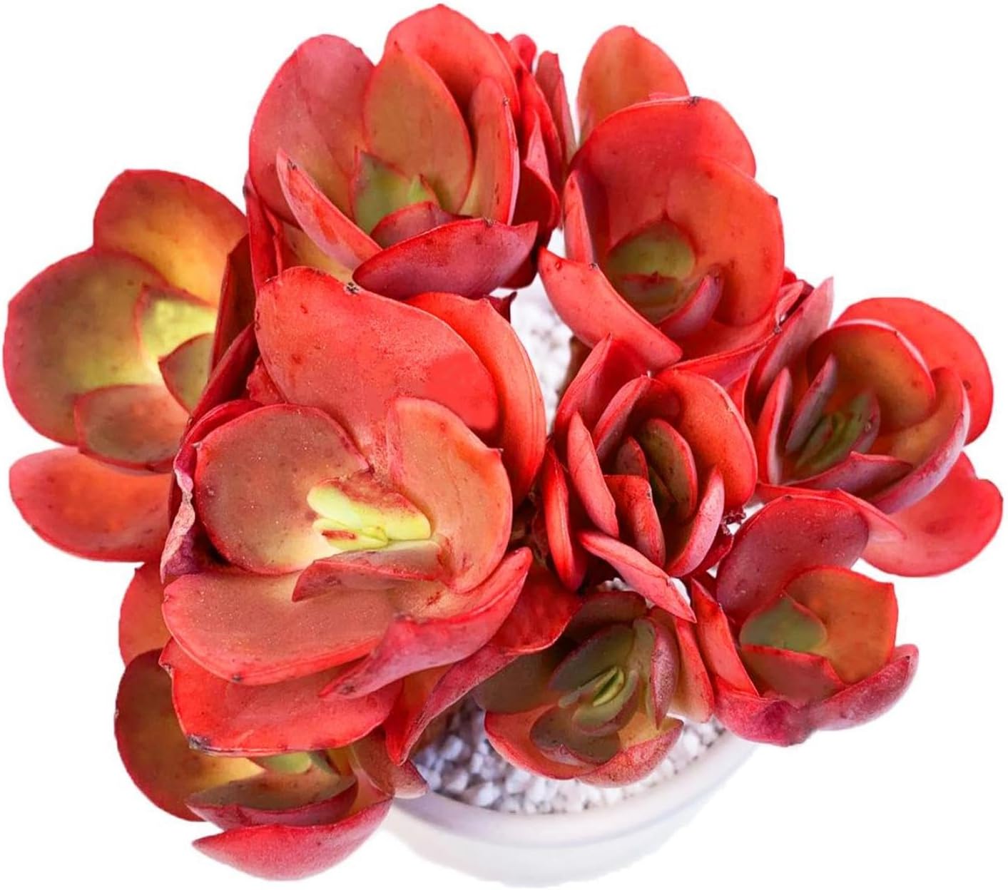 FWPP Succulent Plants Live Echeveria Suyon 4.3 inches,Mini red Clustered Succulents,Bare Root Without Pot Soil, Live Plants Indoor Party Wedding Garden House Baby Shower Decor Friend Gift