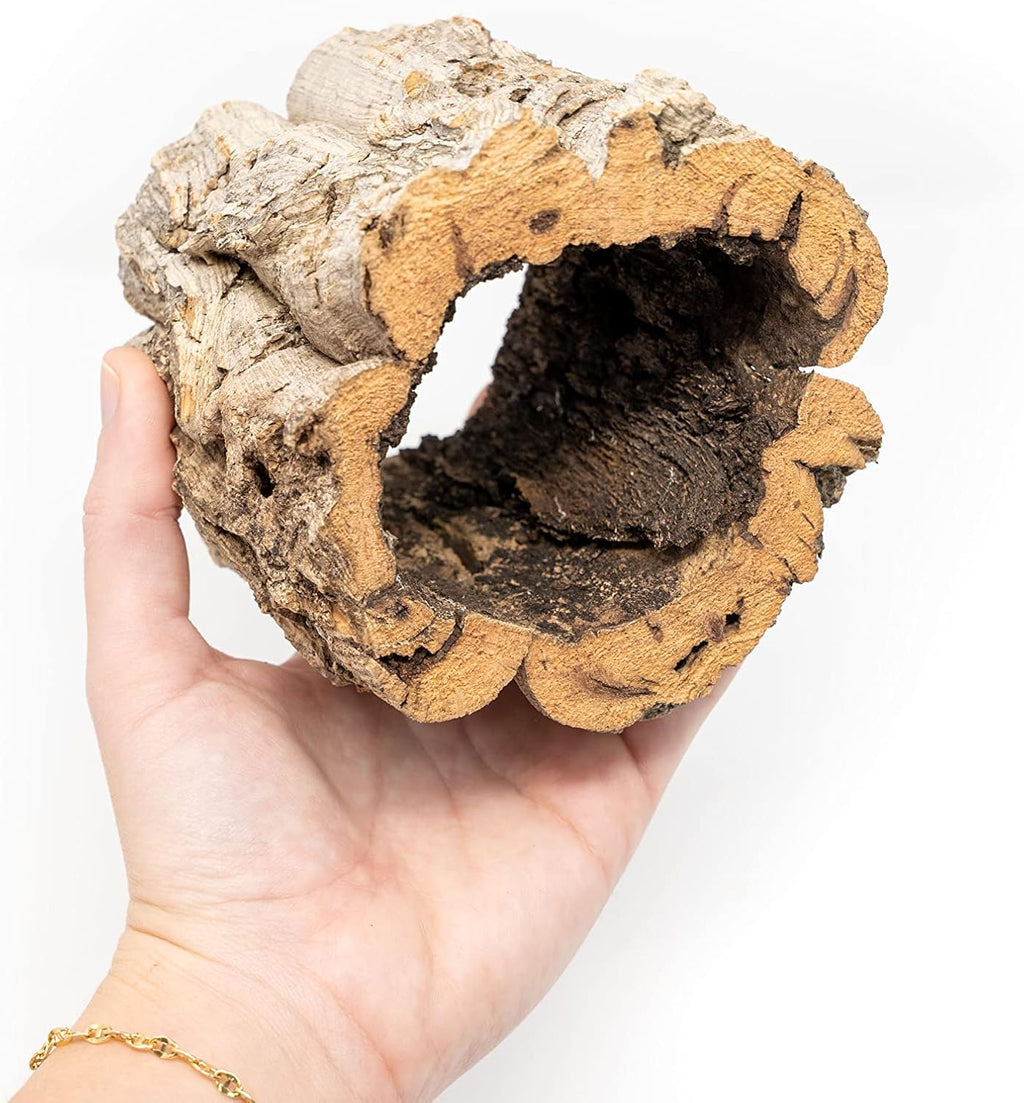 Air Plant Shop Natural Cork Bark Planters - Wholesale and Bulk - Succulents - Live Tillandsia - Easy Care Indoor and Outdoor House Plants (Pack of 1)