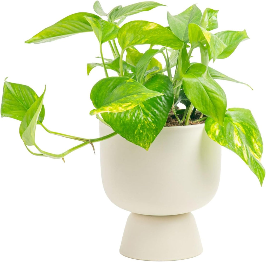 Costa Farms Pothos Plant, Easy to Grow Vining Live Indoor Plant, Air Purifying Trailing Houseplant in Planter Pot with Plant Stand, Housewarming Gift, Office, Room, and Home Decor, 1 Foot Tall