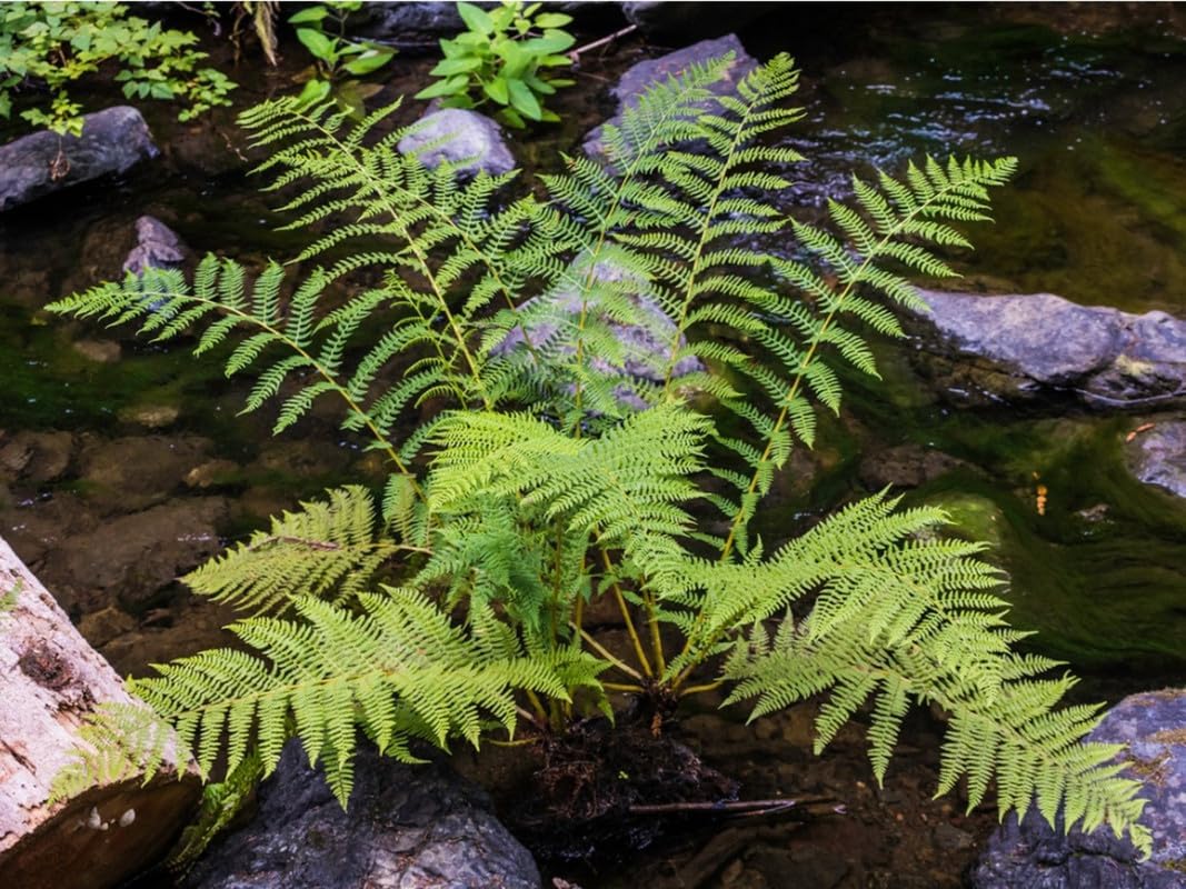 10 Lady Fern Plants Live, Live Fern Plants Outdoors, 10 Bare Roots for Gardening, Not Plant