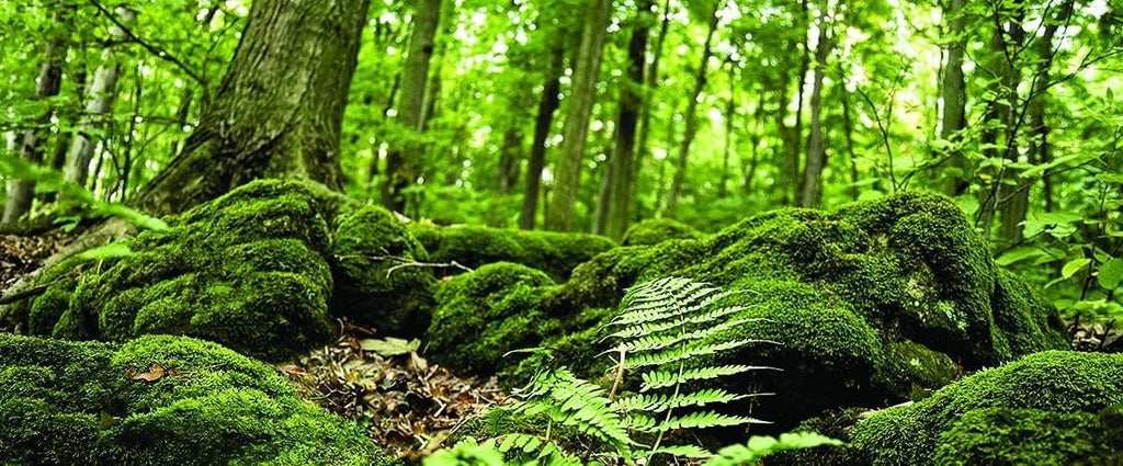 Galápagos (05421) Terrarium Cling | Hi-Resolution Aquarium & Reptile Tank Backdrop | Static Vinyl Clings for Bearded Dragon, Gecko, Turtle, Snake, and Lizard Enclosures, 15" x 36", Forest