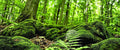 Galápagos (05421) Terrarium Cling | Hi-Resolution Aquarium & Reptile Tank Backdrop | Static Vinyl Clings for Bearded Dragon, Gecko, Turtle, Snake, and Lizard Enclosures, 15" x 36", Forest