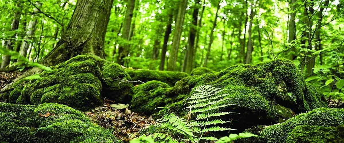 Galápagos (05421) Terrarium Cling | Hi-Resolution Aquarium & Reptile Tank Backdrop | Static Vinyl Clings for Bearded Dragon, Gecko, Turtle, Snake, and Lizard Enclosures, 15" x 36", Forest