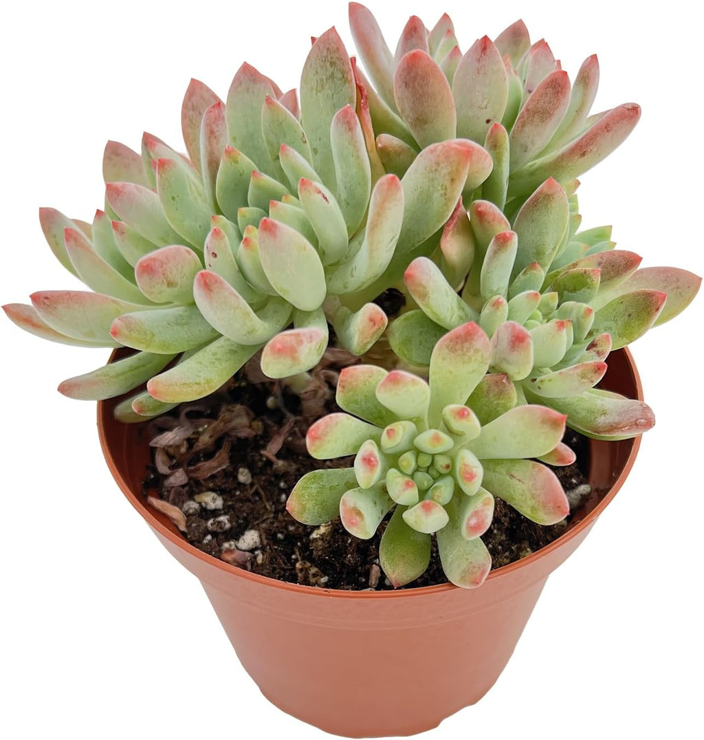 Live Succulent Plants Echeveria 'Blue Apples', Easy Care Potted Succulents in 4" Pots, Indoor Houseplant, Unique Gifts, Home Office Décor