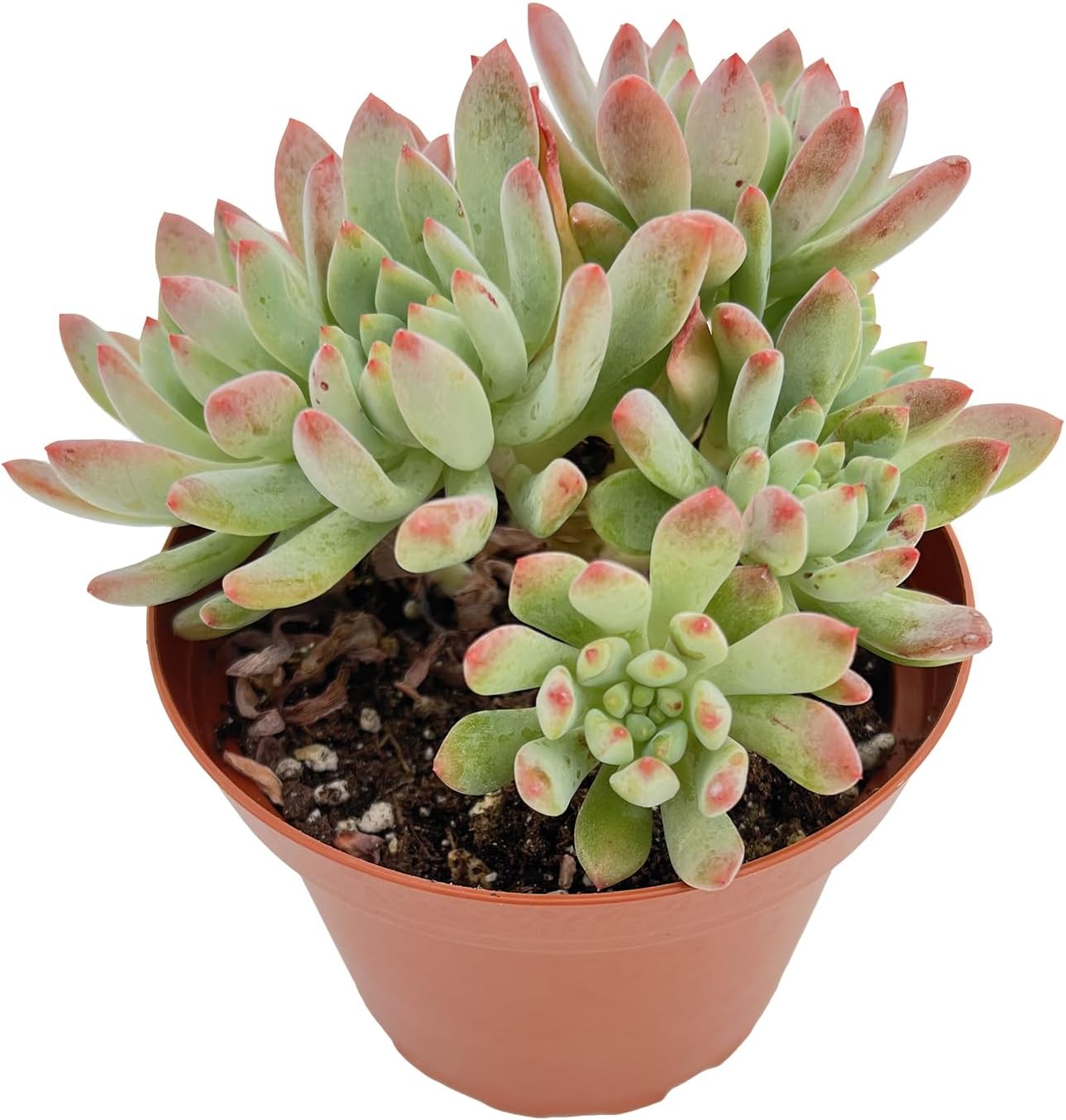 Live Succulent Plants Echeveria 'Blue Apples', Easy Care Potted Succulents in 4" Pots, Indoor Houseplant, Unique Gifts, Home Office Décor
