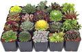 Mountain Crest Gardens Hardy Succulent Variety Pack - 20 Frost-Tolerant Live Plants, Rooted in 2 Inch Pots - Real Outdoor Succulents for Rock Gardens, Landscaping, DIY Arrangements