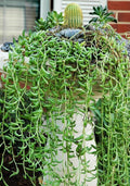 String of Pearls Plant Live 4 Inch Pot, Rare Succulents Plants in Hanging Baskets, Trailing Succulent Houseplant for Home Office (String of Banana)