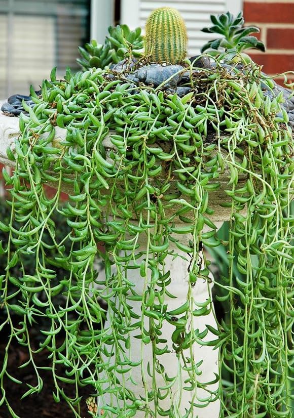 String of Pearls Plant Live 4 Inch Pot, Rare Succulents Plants in Hanging Baskets, Trailing Succulent Houseplant for Home Office (String of Banana)