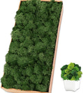 Preserved Reindeer Moss 17.6 OZ Dark Green Natural for Crafts, DIY Gift Christmas Decor, Wall Art, Potted Plants, Fake Moss for Easter Table Decor Wedding Decorative(1.1 LB, Dark Green)