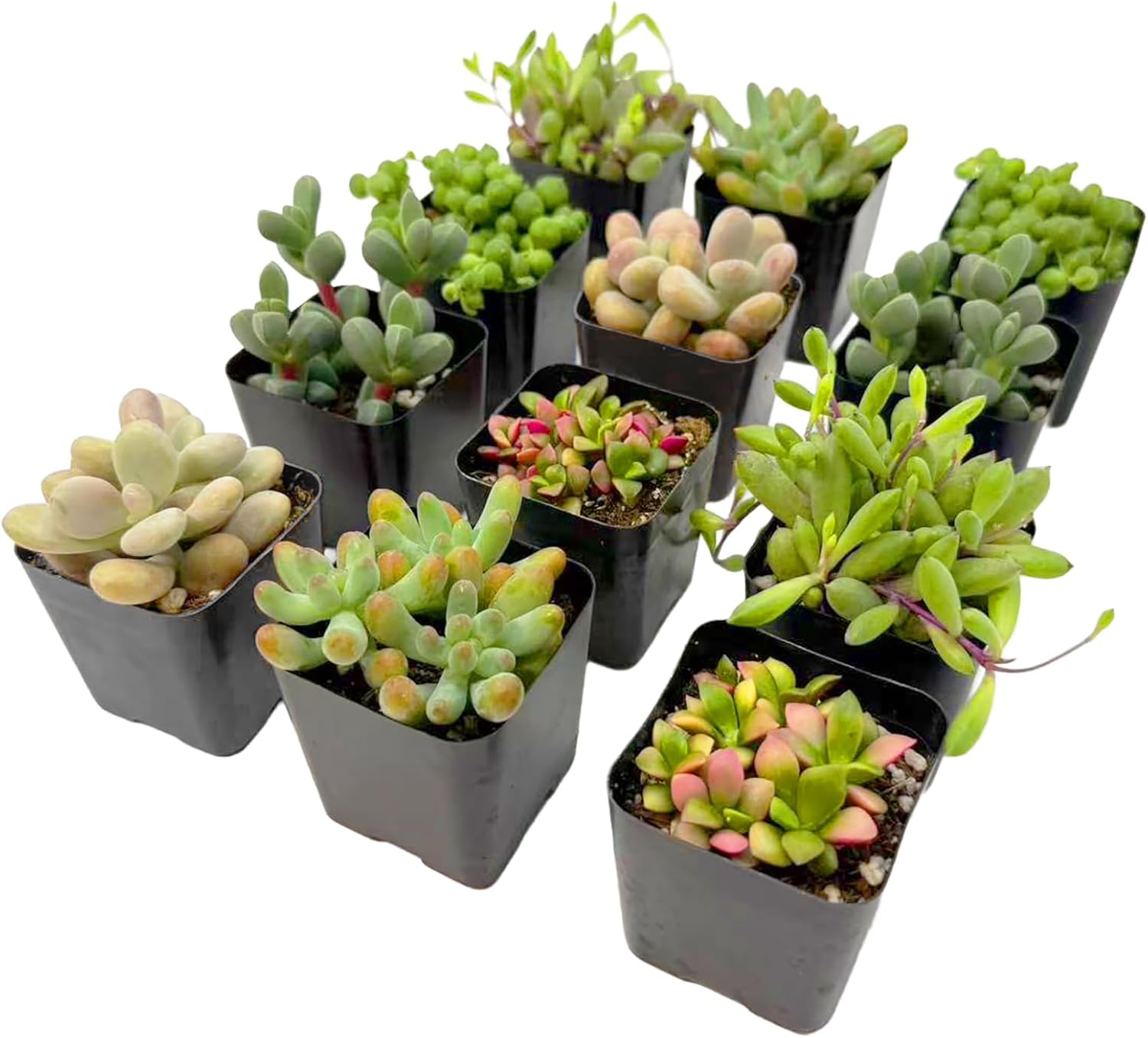 2 Inch Assorted Succulent Plants - Live Mixed Rosette & Unique Succulent Variety Pack, Healthy Rooted Succulents for Indoor/Outdoor Decor, Terrarium, DIY Garden & Gift (12-Pack)