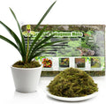Compressed Sphagnum Moss for Plants & Reptiles (3pc)– Dried Peat Moss, Moisture-Retentive for Indoor Plants, Orchids, Terrariums, Reptile Bedding (100% Natural, Reptile-Safe