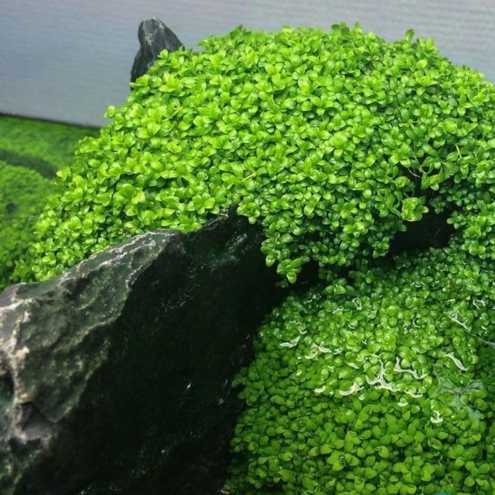 Freshwater Aquarium Decor, Easy Growing Dwarf Carpet for Fish Tank/Terrarium, Natural Aquatic Plant Growth Material – 1 Pack (Big Leaf)
