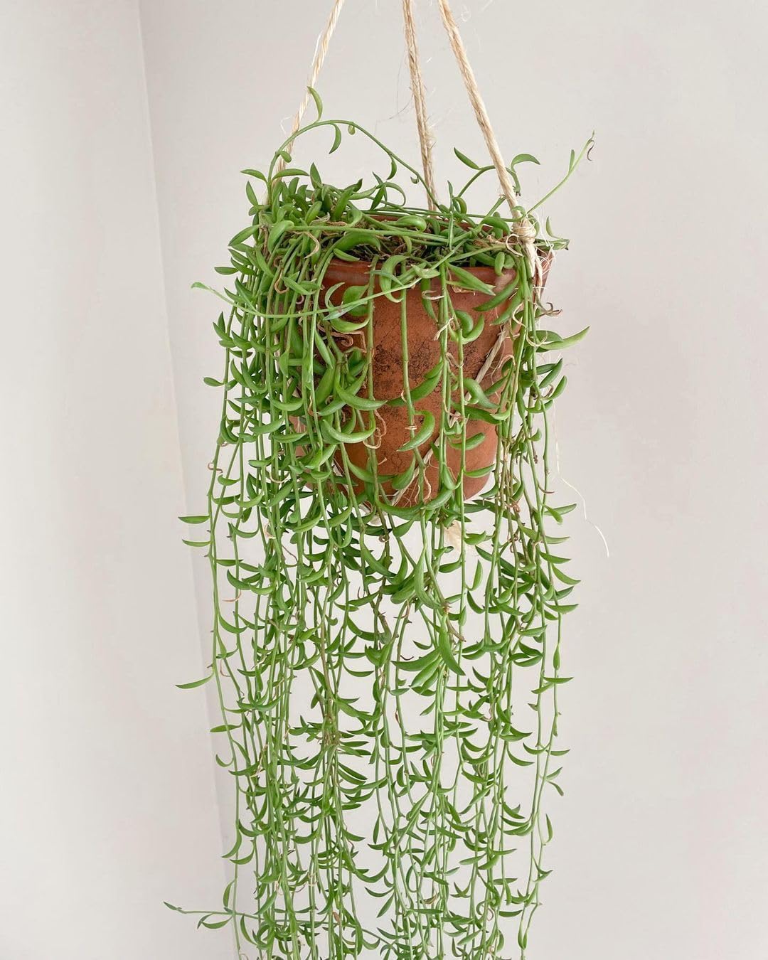 String of Pearls Plant Live 4 Inch Pot, Rare Succulents Plants in Hanging Baskets, Trailing Succulent Houseplant for Home Office (String of Banana)