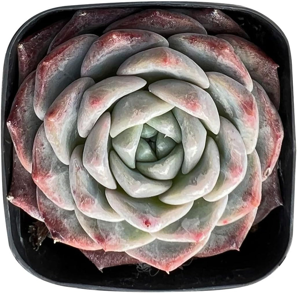 Sprout N Green Echeveria Snow Fairy in 2 inch Starter Pot, Rare Live Succulent Plant Fully Rooted in Planter with Soil, Home Office Indoor Outdoor Wedding Decoration DIY Projects Party Favor