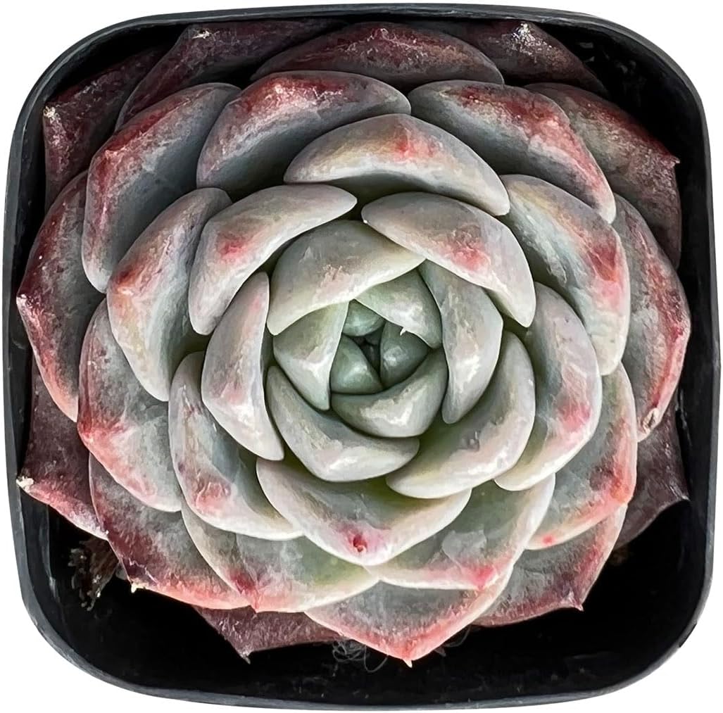Sprout N Green Echeveria Snow Fairy in 2 inch Starter Pot, Rare Live Succulent Plant Fully Rooted in Planter with Soil, Home Office Indoor Outdoor Wedding Decoration DIY Projects Party Favor