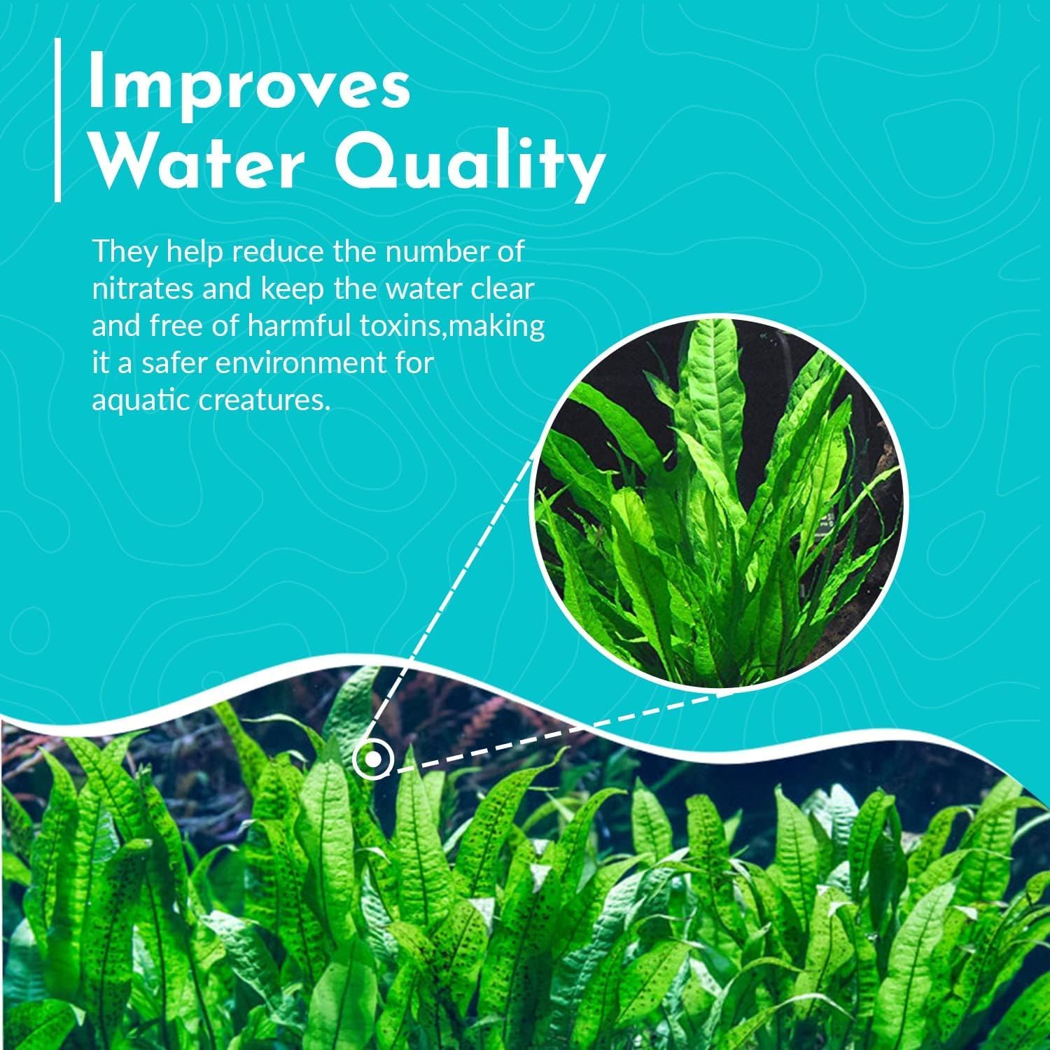 Java Fern Bare Root - Great for Modern Aquariums - Provides Shelter to Baby Fish - Fast Growth, Long Lasting & Easy to Care Aquatic Plants - Medium