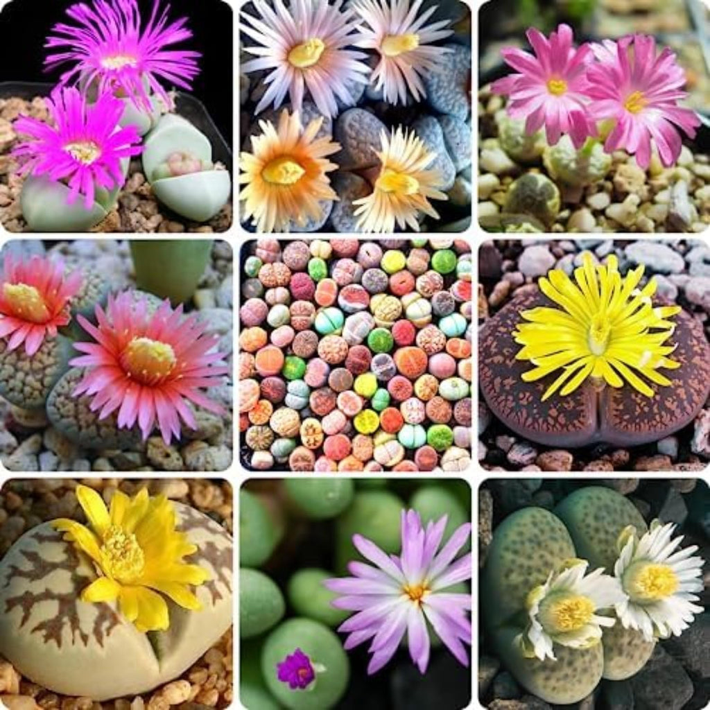 Mix Lithops Succulents Plants Live Bulks, Pack 20 Corlorful Living Stones Lithops Live Plants, Beautiful Lithops Living Stones to Grow, Large Lithop Succulents Cactus Garden